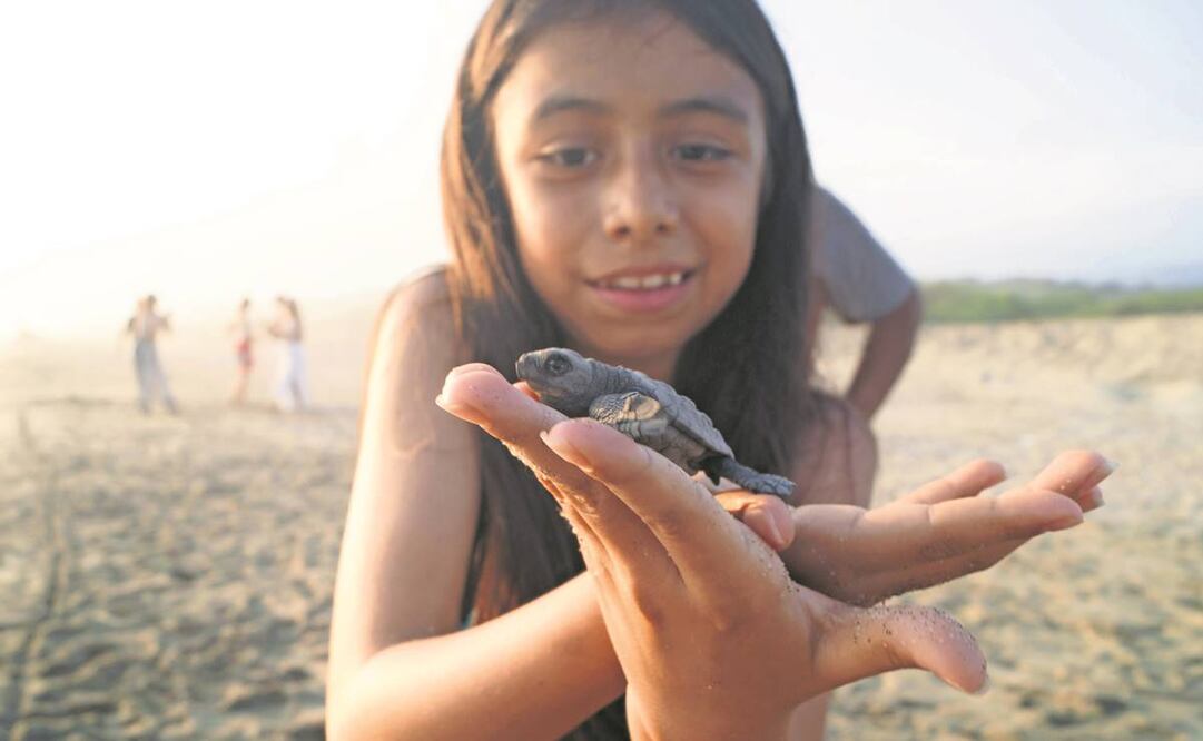 Visitantes reciben en una jícara una de las crías de tortugas golfinas, prietas y laúd; luego las llevan hacia el mar para la liberación. Foto: Edwin Hernández/EL UNIVERSAL