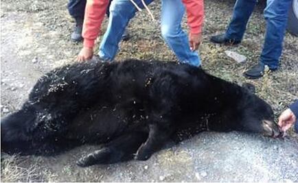 Profepa investiga en Coahuila muerte de oso negro por balazo