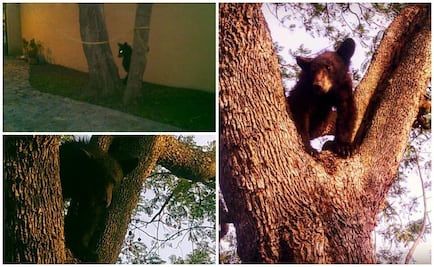 Profepa libera oso negro capturado en vivienda en NL