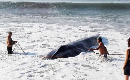 Ballena azul de 10 metros queda varada en playa de La Ventosa