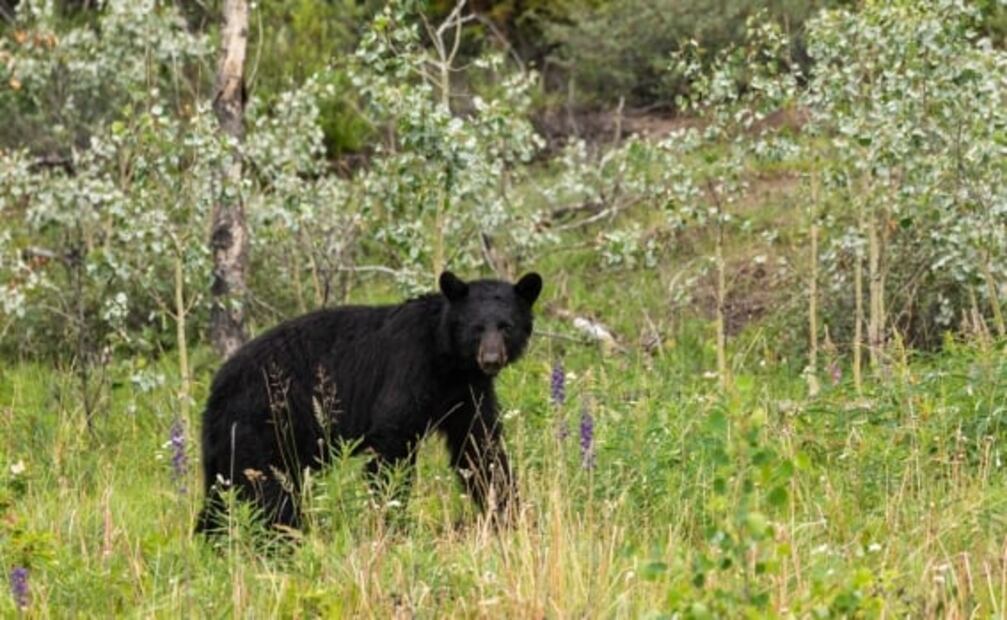 Oso negro: 12 datos sobre una especie en peligro que vive en México
