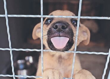 Albergue de Huixquilucan ha rescatado a 300 perros de la calle