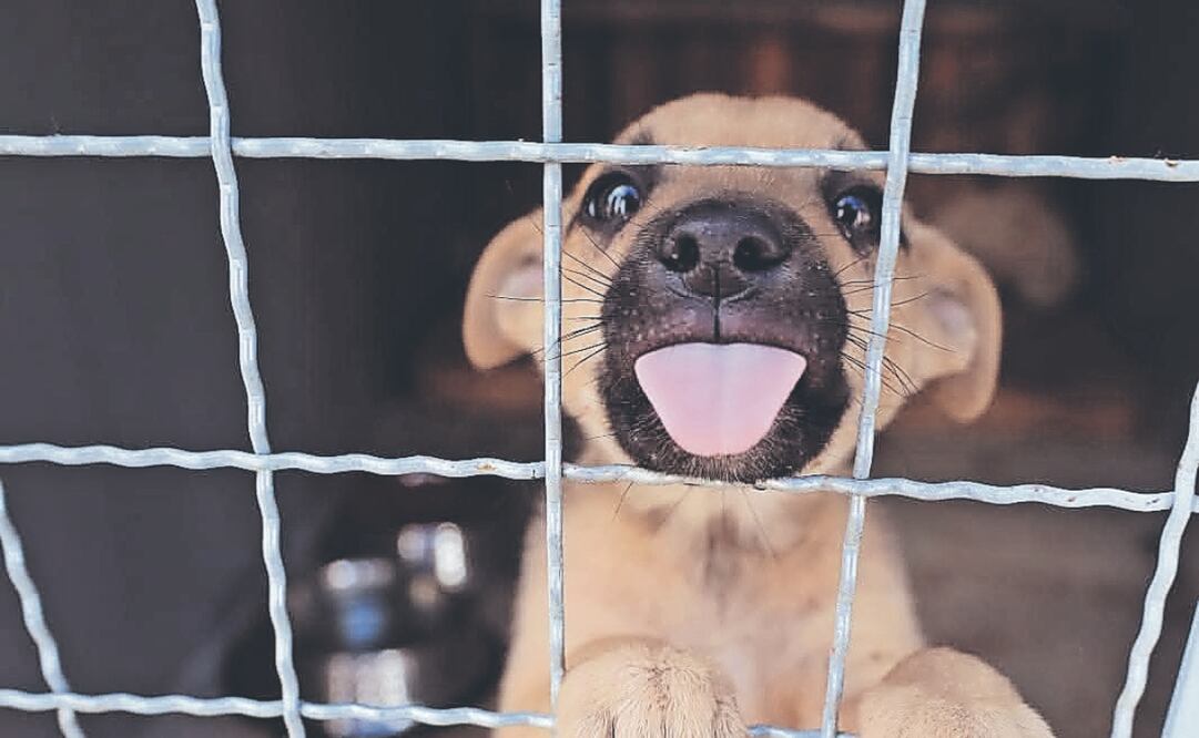 HuixquiCAN tiene bajo resguardo a 373 perros y ha dado en adopción a 396. Foto Especial