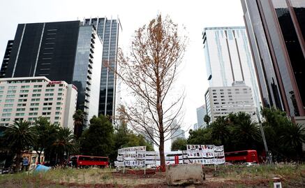 “Ahuehuete se está adaptando”