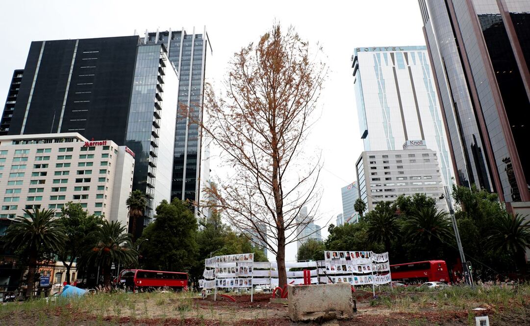 El ahuehuete tiene aspecto amarillento, pero la Sedema dijo que no está seco, sino en proceso de adaptación. Foto: Juan Boites/ EL UNIVERSAL.