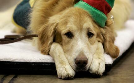 Perros detectan calor, ¿con "sensor infrarrojo" en la nariz?