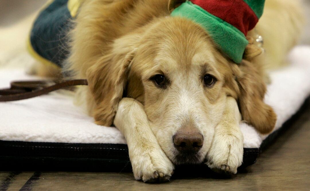 Foto: Archivo AP, Amy Sancetta