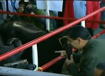 Video. Maduro pide apoyo a unas vacas y causa polémica en Venezuela