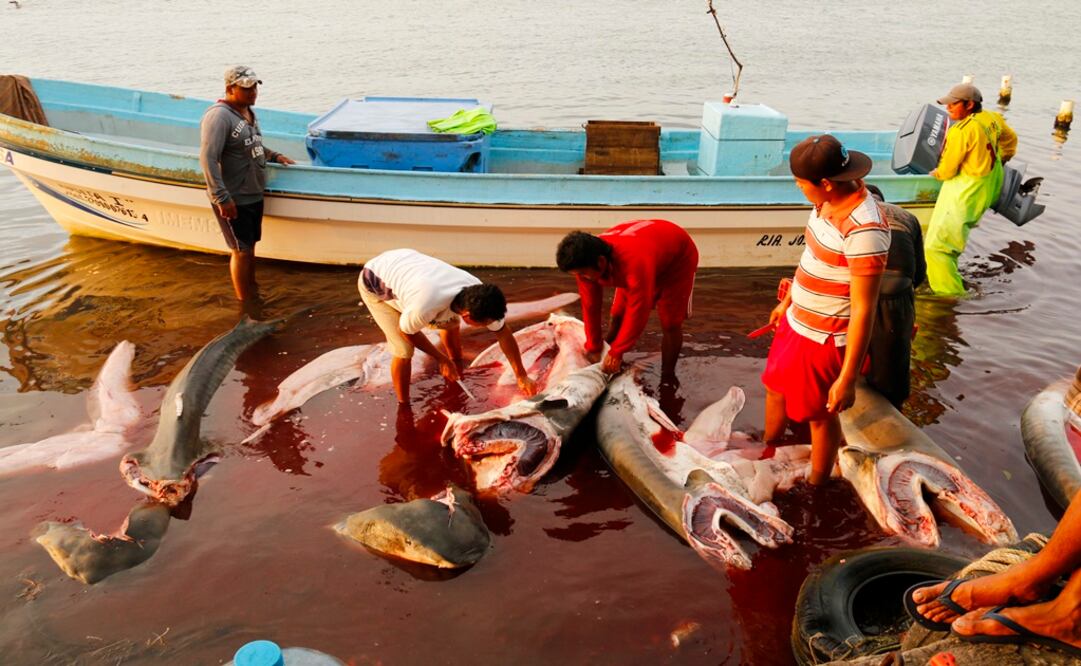 El tiburón toro se convirtió en oro molido para pescadores de las costas de Tabasco que comercializan sus aletas y carne para selectos platillos altamente cotizados en el mercado internacional.
