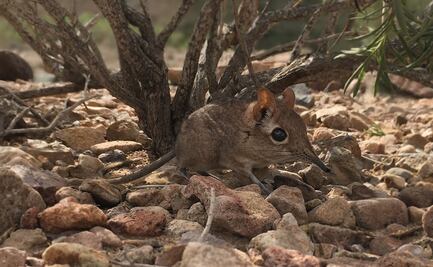 Reaparece la musaraña elefante, después de darla por perdida desde hace medio siglo