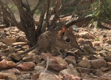 Reaparece la musaraña elefante, después de darla por perdida desde hace medio siglo