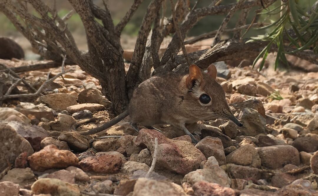 Foto: AFP PHOTO / STEVEN HERITAGE / DUKE UNIVERSITY LEMUR CENTER / GLOBAL WILDLIFE CONSERVATION
