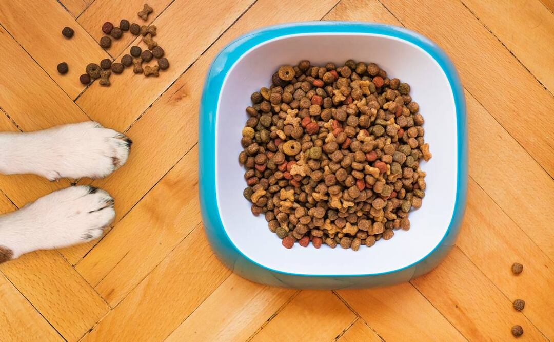 Croquetas perro. / Foto: Unsplash.