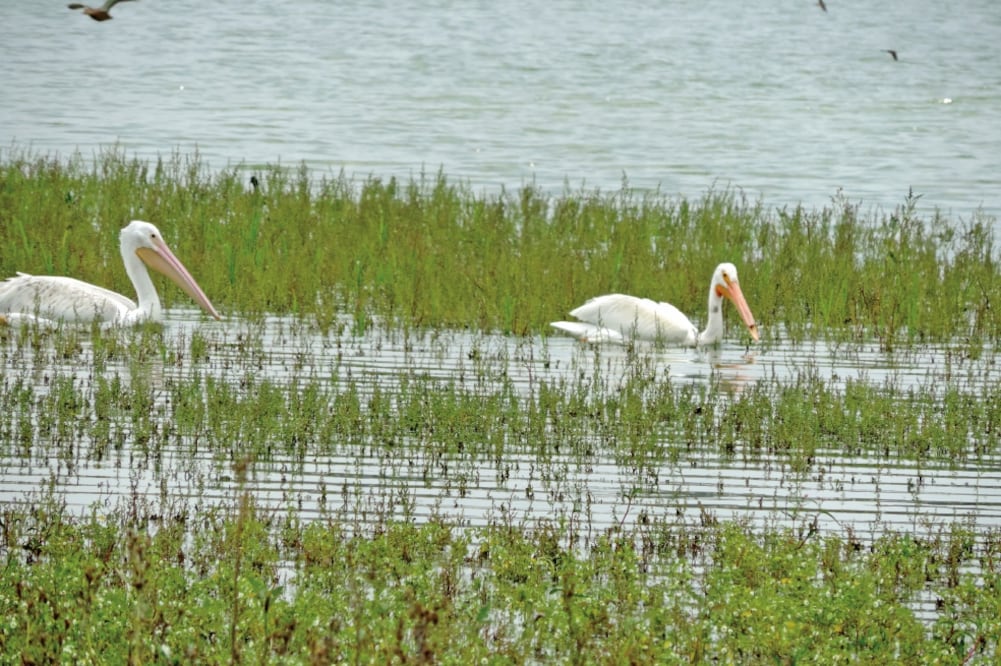 Pelícanos, patos y otras aves migratorias se refugian en este cuerpo de agua, cuyo mantenimiento está a cargo de lugareños. FOTO: JUAN MANUEL BARRERA. EL UNIVERSAL
