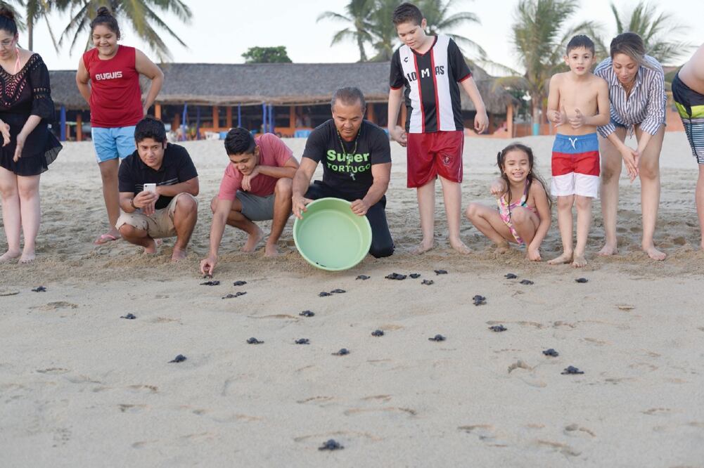 En su campamento de El Carrizal, Manuel Gómez Galena libera cada año entre 20 y 30 mil tortugas; calcula que los depredadores se llevan unos 10 mil huevos al mes, y aclara que éstos no son afrodisiacos, como se cree. Foto: SALVADOR CISNEROS. EL UNIVERSAL