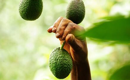 Avocado, from Mexico to the world