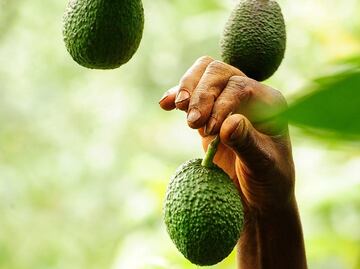 Avocado, from Mexico to the world