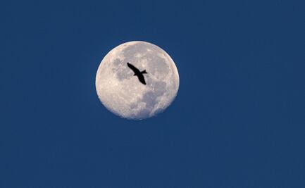 El día en que la humanidad creyó que había vida en la Luna y todo fue un engaño 