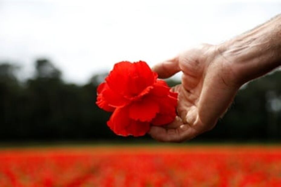 Alfombra de flores cubre la Grand-Place de Bruselas
