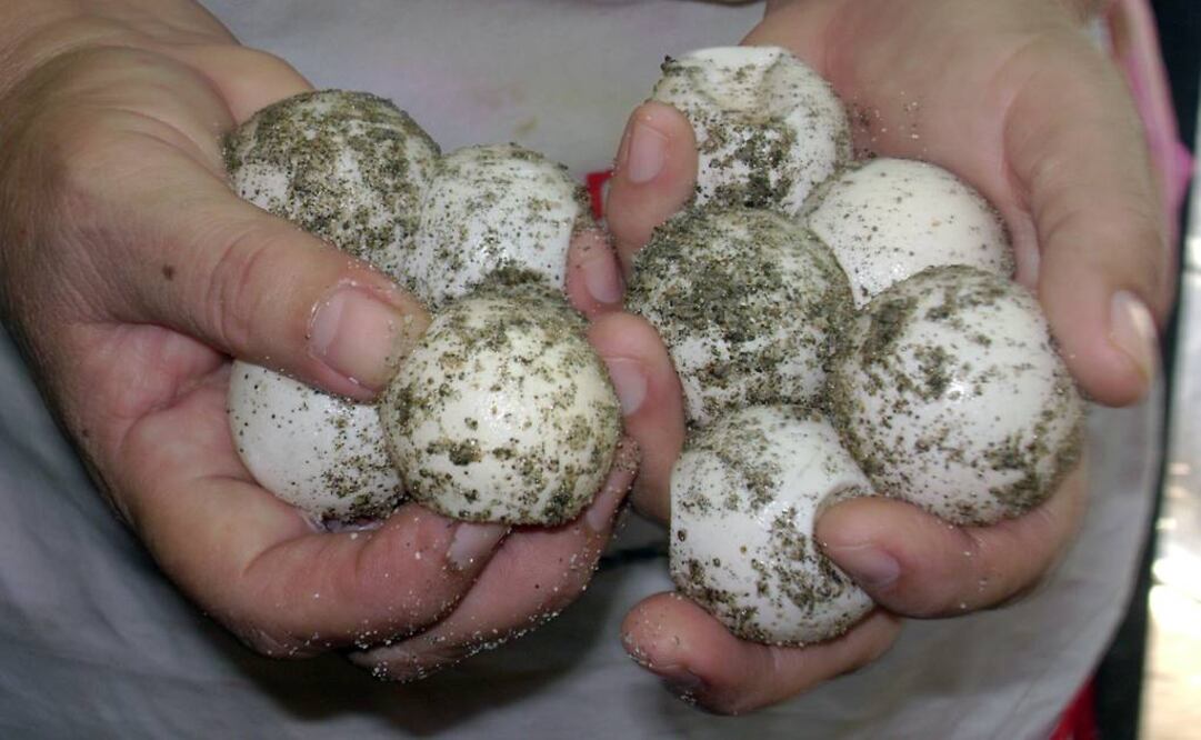 Foto: Archivo EL UNIVERSAL