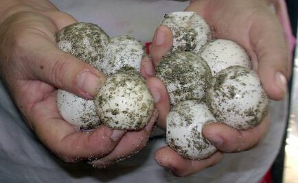 Rescatan en Manzanillo 350 huevos de tortuga y dos cocodrilos