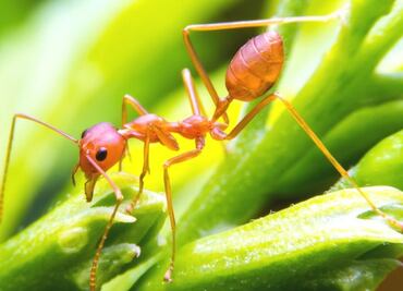 Las hormigas demuestran que ser "ocioso" es mejor para algunos trabajos