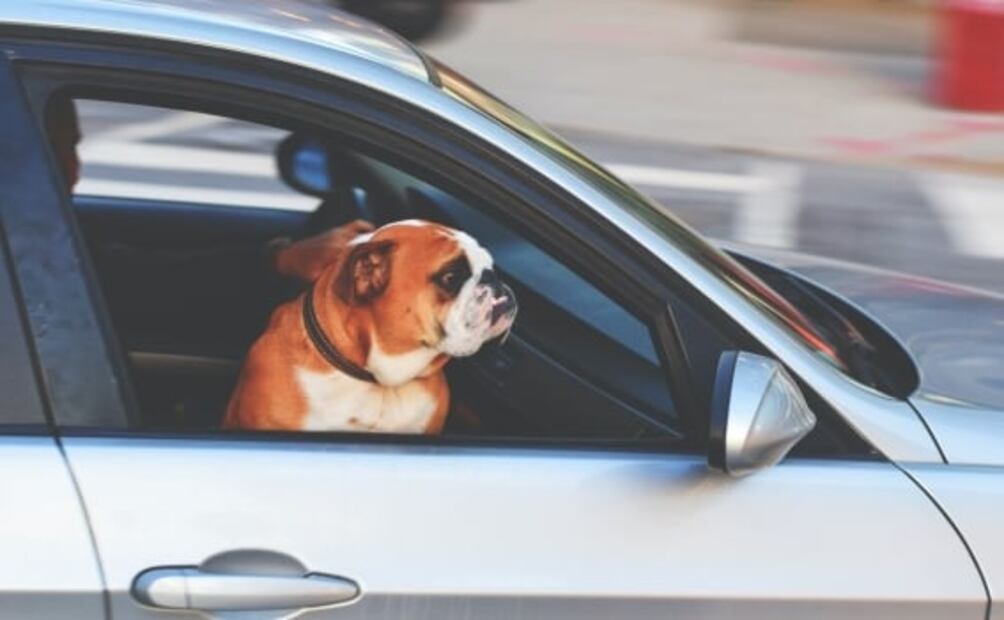 Día mundial del perro: 5 consejos para viajar con mascotas en el auto