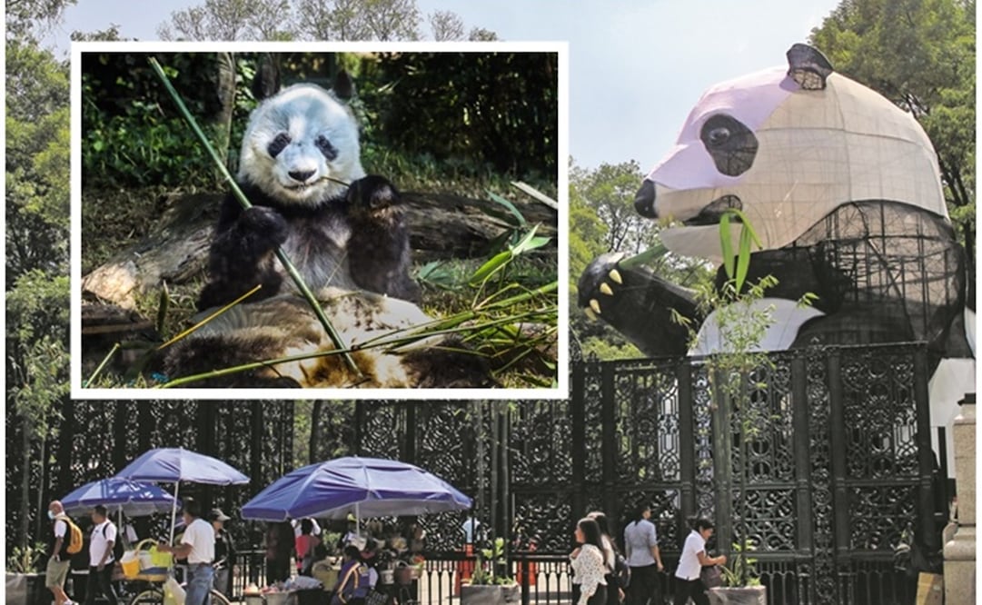 Pandas del Bosque de Chapultepec. Fotos: Hugo Salvador y Germán Espinosa / EL UNIVERSAL