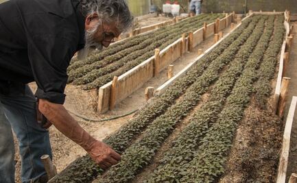 Revaloran cualidades y ventajas del amaranto en la Mixteca oaxaqueña