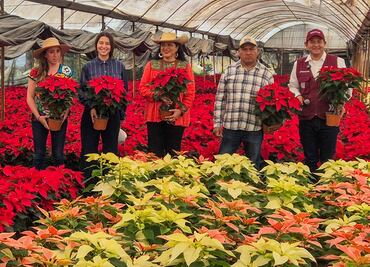 ¿Ya sabes dónde conseguir tus nochebuenas para esta temporada en la CDMX? Aquí te decimos