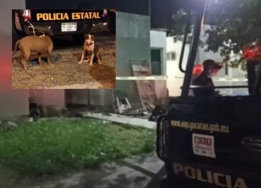 Dos perros pitbull atacan a abuelita de 74 años en Mérida, Yucatán