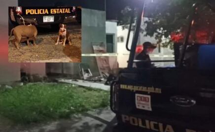 Dos perros pitbull atacan a abuelita de 74 años en Mérida, Yucatán