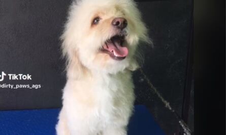 TikTok: Perrito se vuelve viral por lucir el corte de cabello de "Peso Pluma"