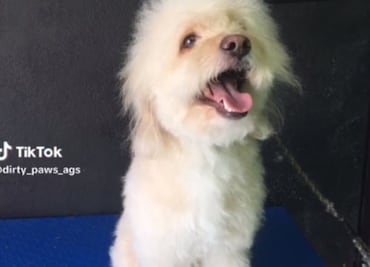 TikTok: Perrito se vuelve viral por lucir el corte de cabello de "Peso Pluma"