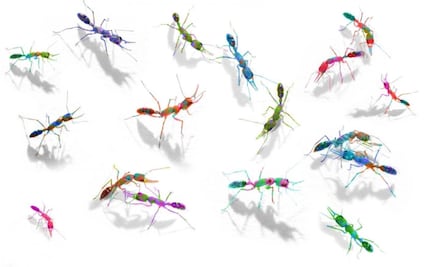 Las hormigas se comunican con un alfabeto de olores