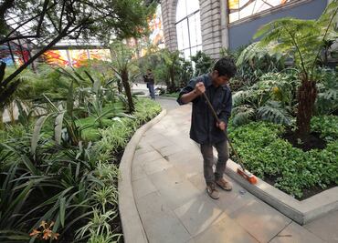 Moléculas de plantas ayudarían a combatir trastornos mentales