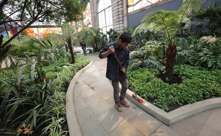 Moléculas de plantas ayudarían a combatir trastornos mentales