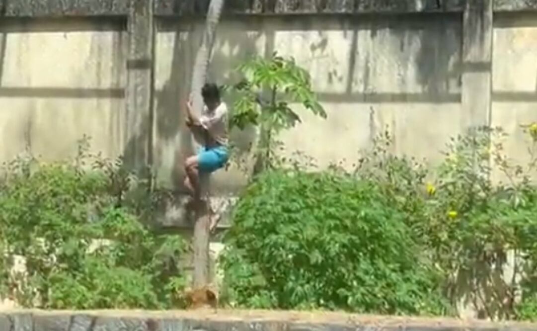 Hombre invade jaula de leona en Parque Zoobotánico Arruda Câmara en Brasil. Foto: Captura de pantalla