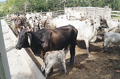 Aumenta la exportación de ganado y carne: CNOG