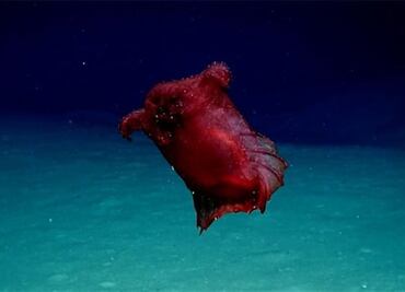 La criatura marina conocida como "monstruo del pollo sin cabeza"