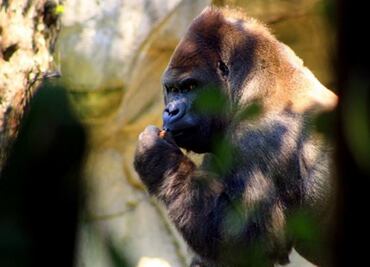 Mexico's Green Party demands investigation into gorilla death