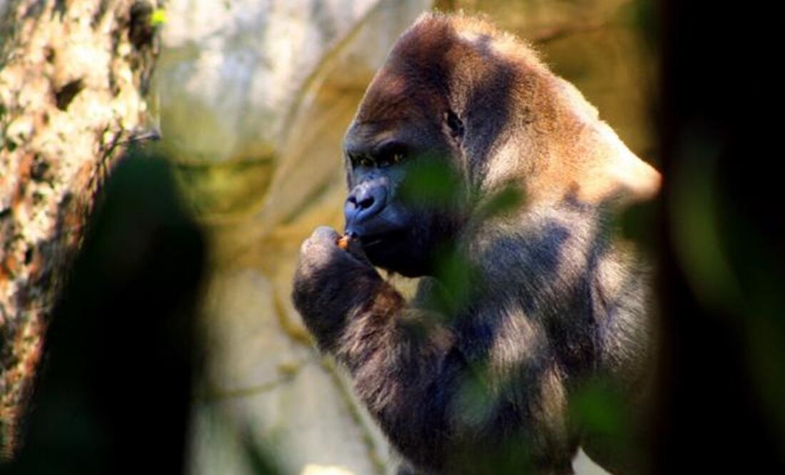 Bantú was the only male gorilla in Mexico. (Photo: EFE)