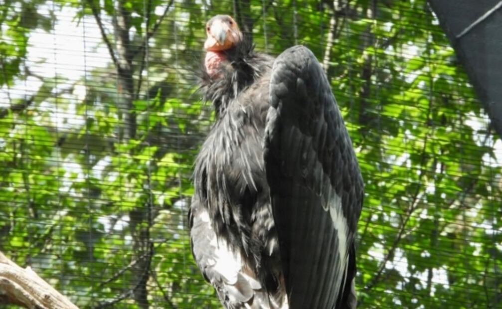 Trasladarán 4 cóndores del Zoológico de Chapultepec a Baja California para su reproducción 