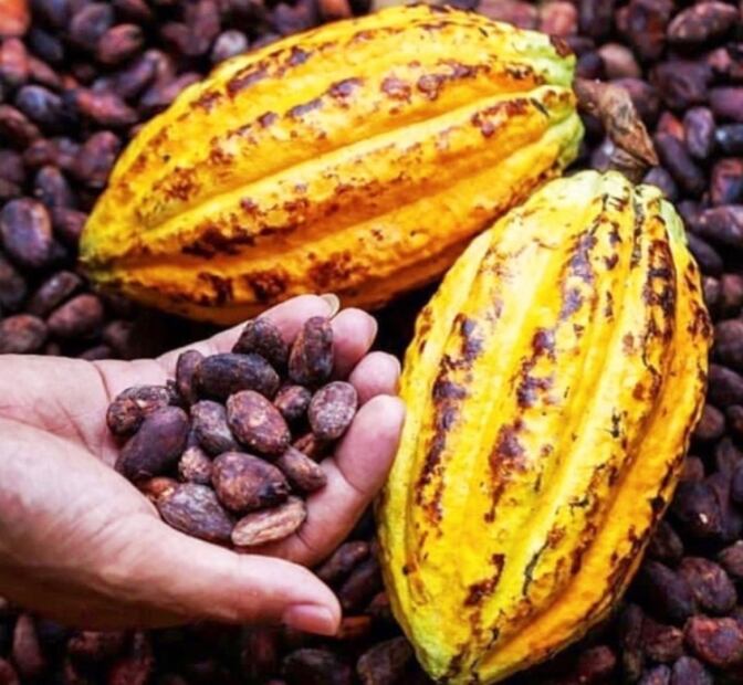 Ecuador: tierra de grandes cacaos