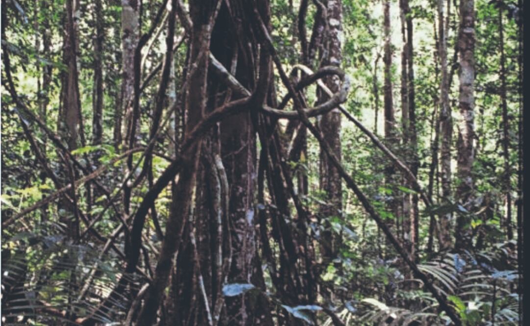 Compiten con los árboles por agua y también por el recurso lumínico. Foto: de Ellen Andresen
