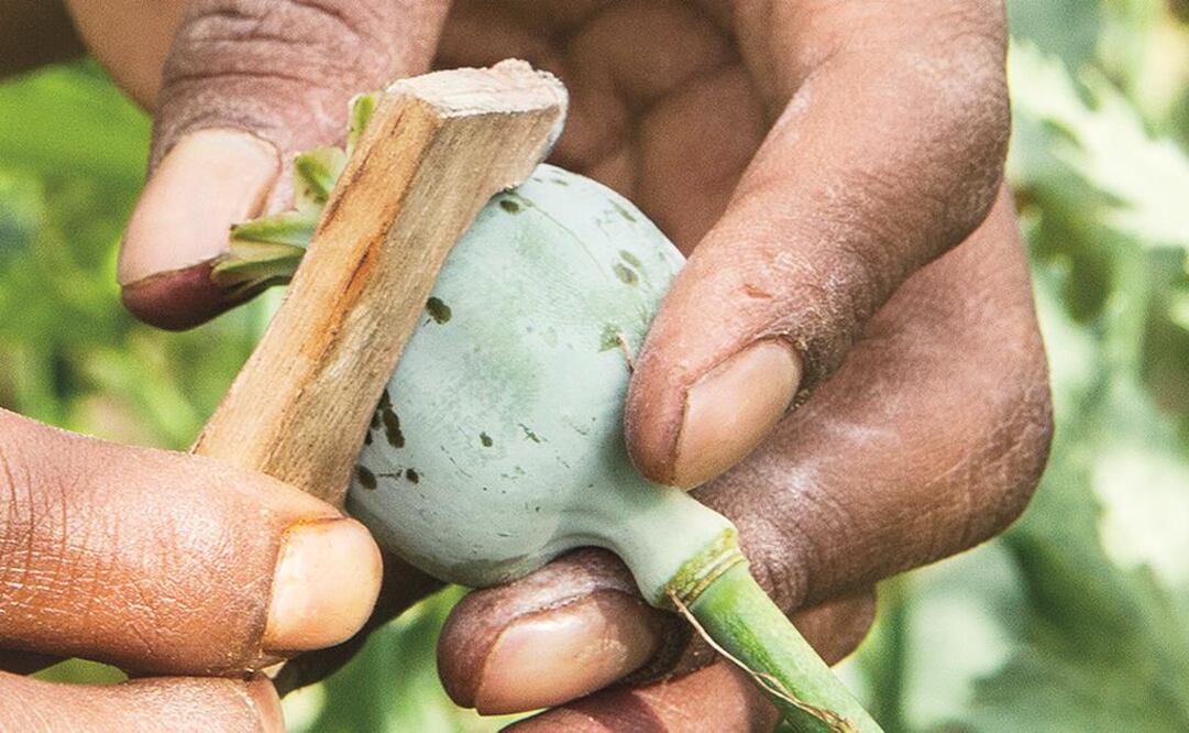 España, el segundo exportador legal de opio