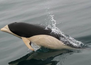 Por primera vez, fotografían un delfín liso