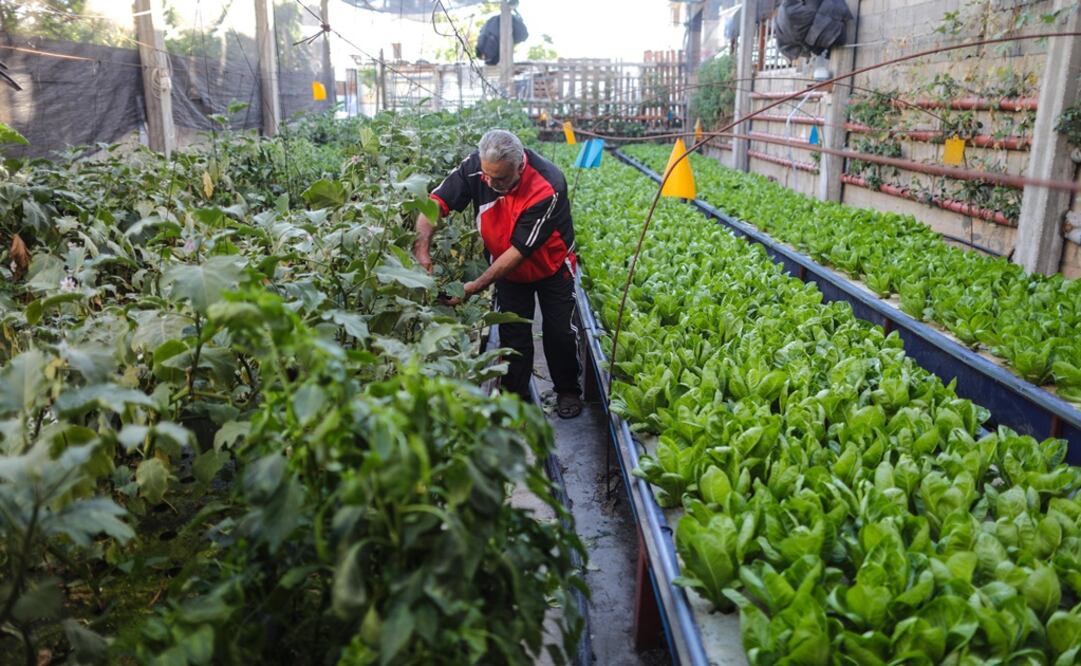 Grupo Consultor de Mercados Agrícolas (GCMA) dijo en un comunicado que falta “establecer el periodo que se permitirá para el uso del glifosato”. Foto: Archivo/EL UNIVERSAL