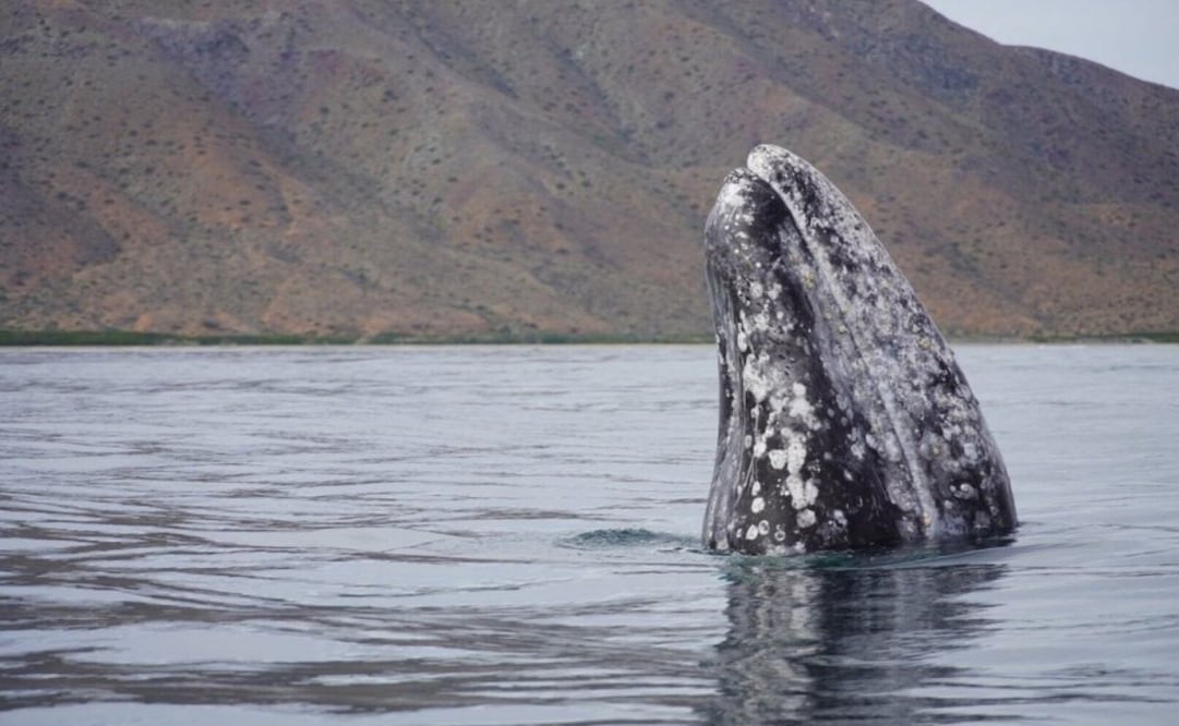 Inicia temporada de avistamiento de ballena gris en Baja California Sur (27/01/2026). Foto: Especial