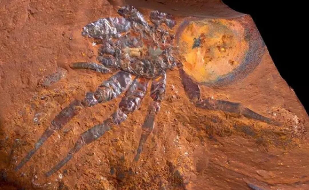 Los hallazgos sobre este nuevo género de arañas se han publicado ahora en el Zoological Journal of the Linnean Society. Foto: AUSTRALIAN MUSEUM